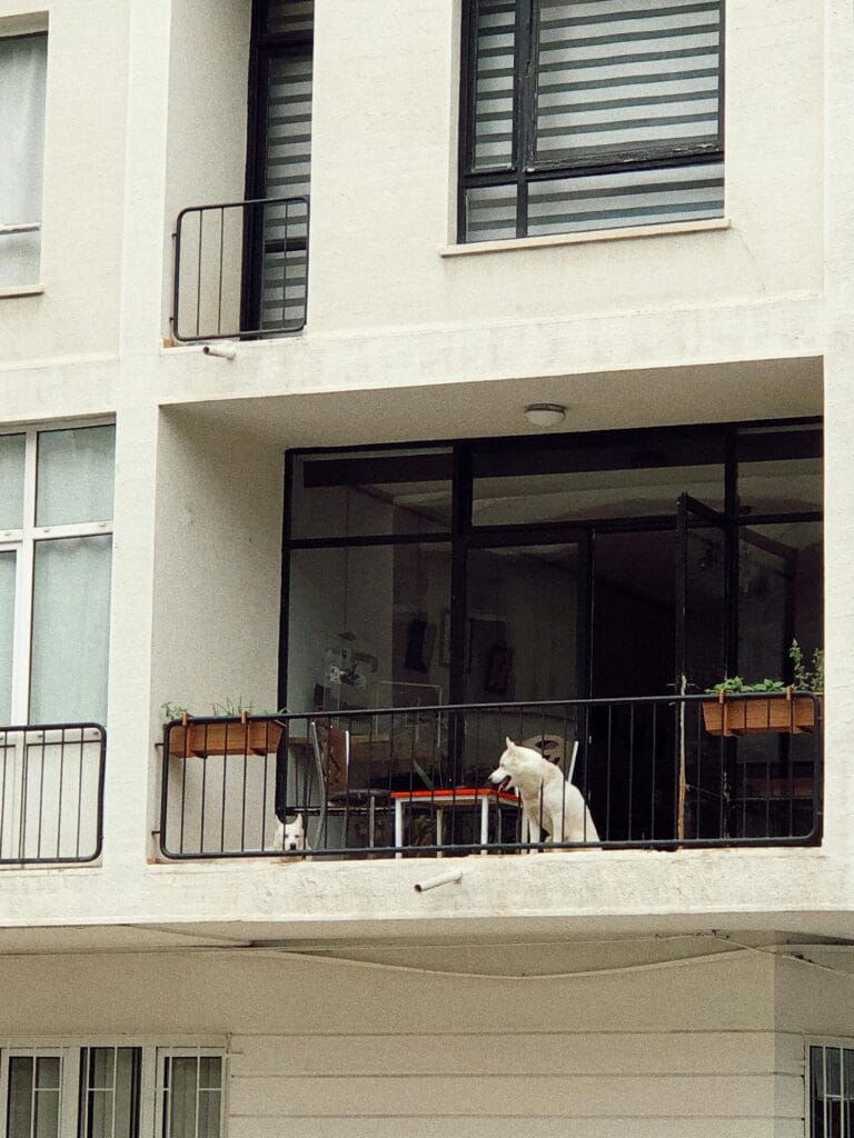 Perros en un balcón de edificio, imagen utilizada para ilustrar el registro de mascotas en propiedad horizontal.