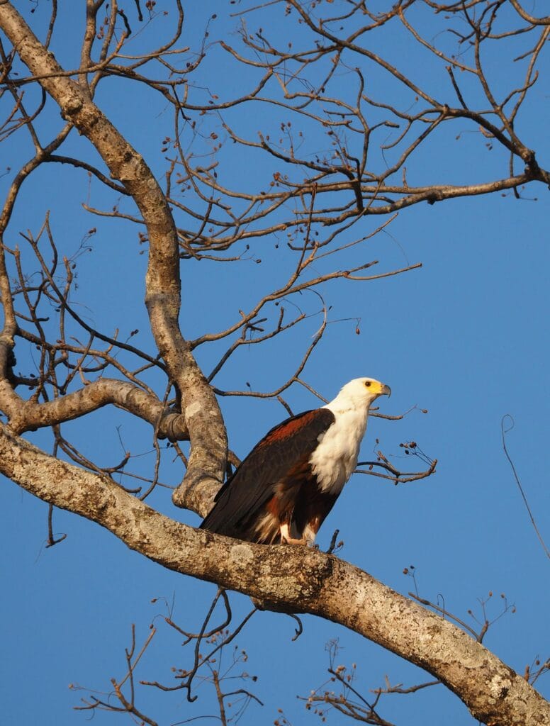 Águila pescadora africana en una rama, representando la vigilancia y la estrategia de Trump en la política exterior hacia Venezuela.